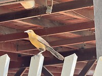 IMG_3742