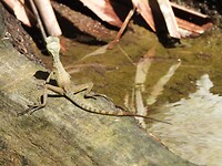 IMG_4419