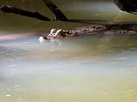 IMG_4409