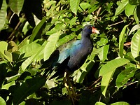 IMG_4391