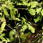 IMG_4340