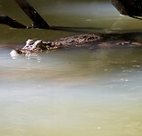 DSCN0132