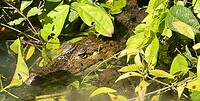 IMG_4203