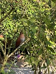 IMG_4489