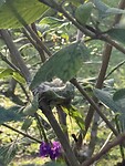 IMG_4493