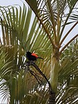 IMG_4621