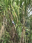 IMG_4602
