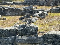 IMG_7978