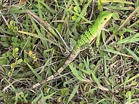 IMG_7987