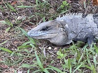 IMG_8008