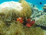 Komodo Cruise (2)