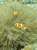 Komodo Cruise (3)