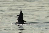 Komodo Cruise (9)
