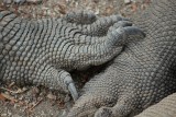 Komodo Cruise (11)