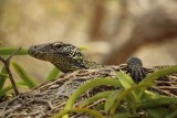 Komodo Cruise (13)
