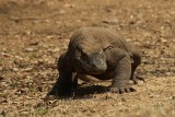 Komodo Cruise (14)