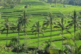 Munduk (5)