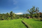 Tetebatu (2)