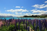 Lake Tekapo & Mt. Cook (1)