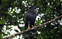 Amazone (1)