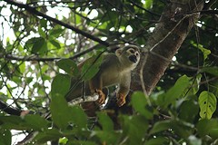Amazone (2)
