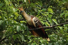 Amazone (3)