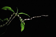Amazone (10)
