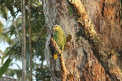 Amazone (15)