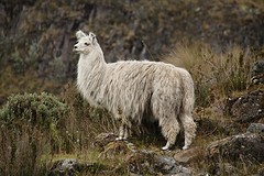 Cajas (4)