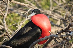 Galapagos (1)