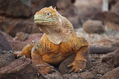 Galapagos (2)