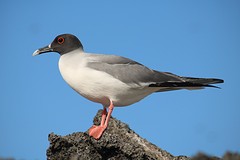 Galapagos (4)