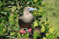 Galapagos (5)