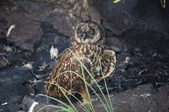 Galapagos (6)