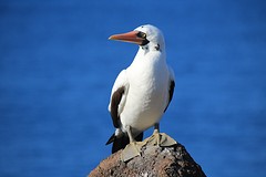 Galapagos (7)