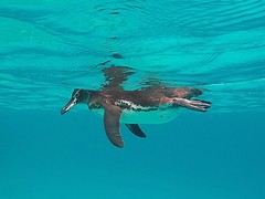 Galapagos (9)