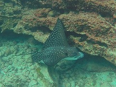 Galapagos (10)