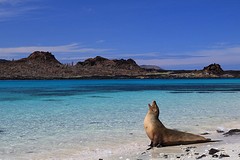 Galapagos (11)