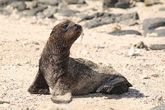 Galapagos (12)