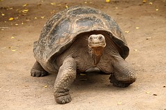 Galapagos (14)