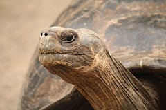 Galapagos (15)