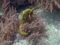 Galapagos (16)