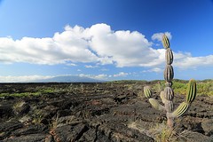 Galapagos (17)