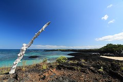 Galapagos (18)