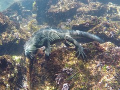Galapagos (20)
