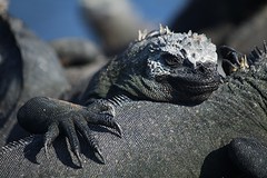 Galapagos (21)
