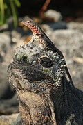 Galapagos (22)