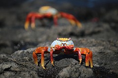 Galapagos (25)