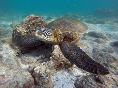 Galapagos (27)