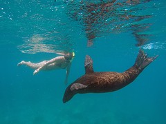 Galapagos (28)